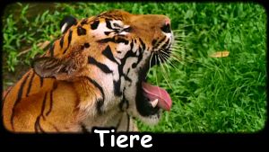 Tiere
