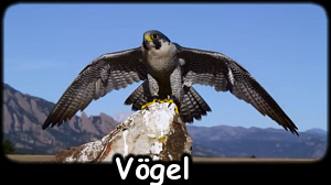 Vögel